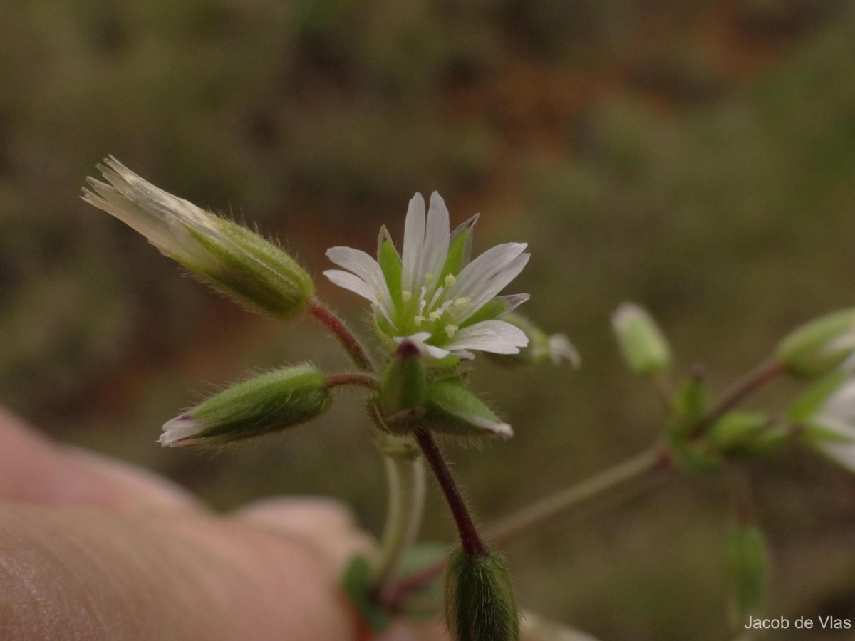 Cerastium